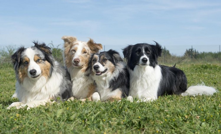 最有人气的8种牧羊犬，个个颜值都超好看，你能认全吗？