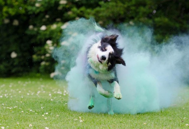 边境牧羊犬多少钱一只？铲屎官们，别再买贵了