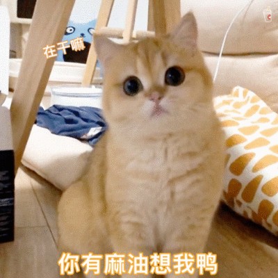 猫咪是否认主看它有没有这几个表现