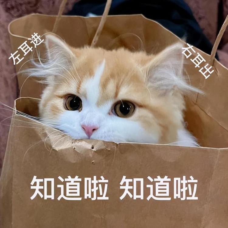 这6个喂食雷区轻则对猫咪不利重则危及健康！