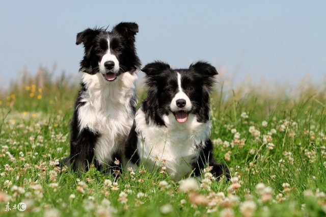 边境牧羊犬不适合家养，真的是这样吗？