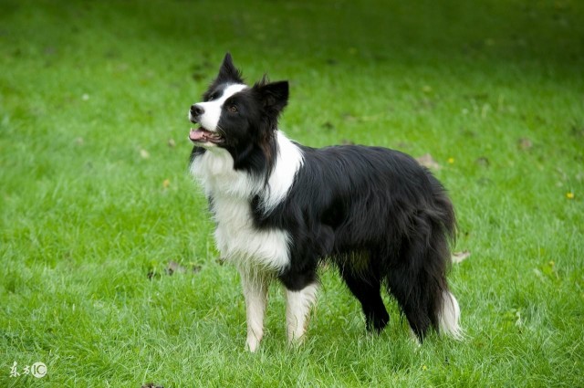 你喜欢边境牧羊犬吗？七大点带你了解它