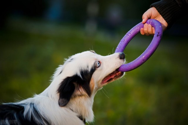 难得的澳大利亚牧羊犬，比边牧性子更稳重，你更喜欢谁？