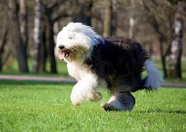 犬之骄子：揭秘古代英国牧羊犬的历史和文化背景！