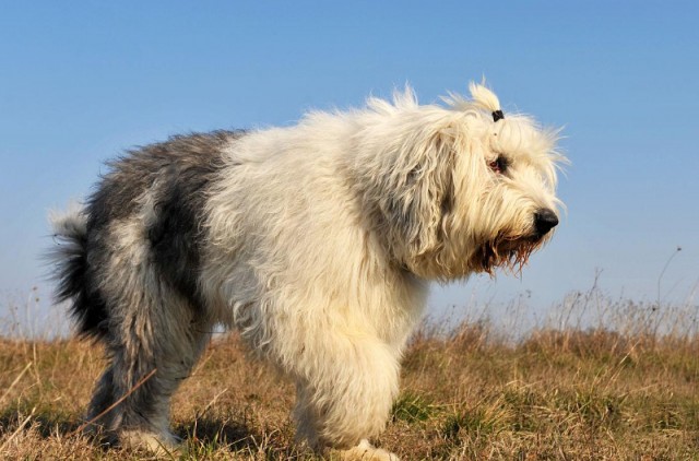 犬之骄子：揭秘古代英国牧羊犬的历史和文化背景！