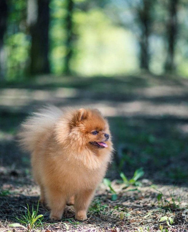 博美犬：活泼可爱适合城市饲养的小型玩赏犬