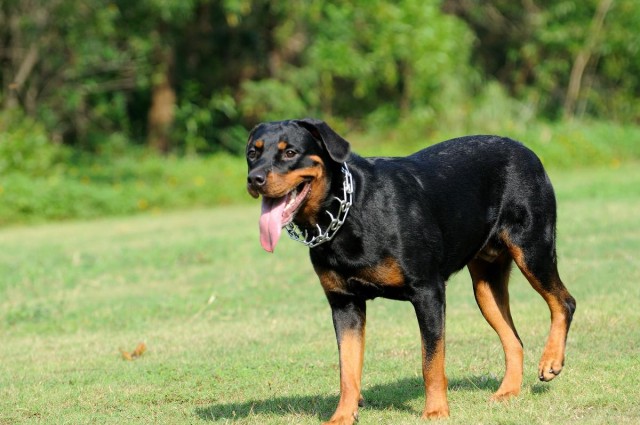 全球最受欢迎的十种宠物狗你最爱的爱犬是哪一种